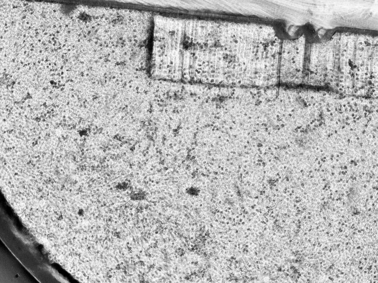 Figure 2. MSC’s and tissue painted with Haematoxylin and Eosin.